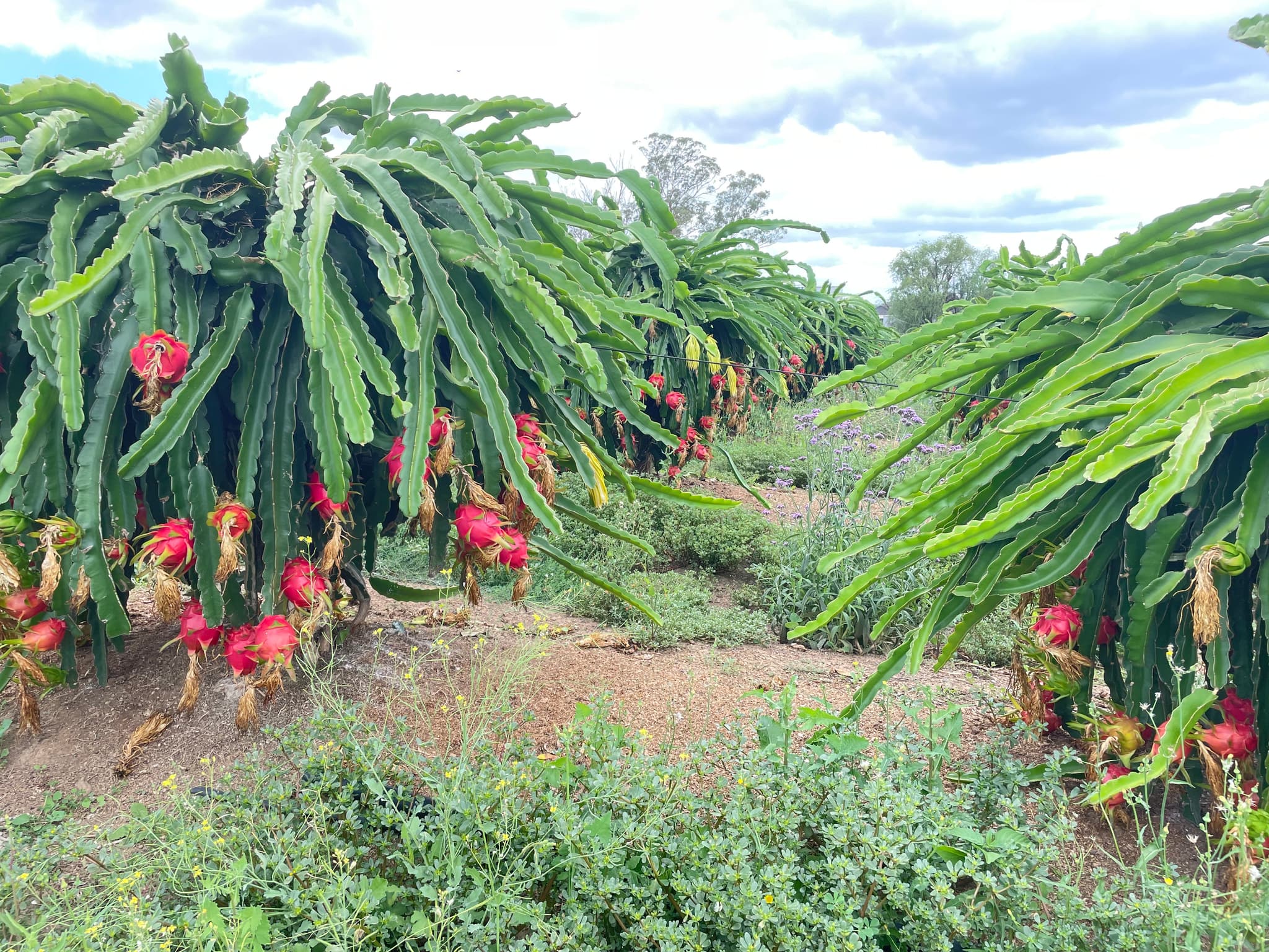dragonfruits