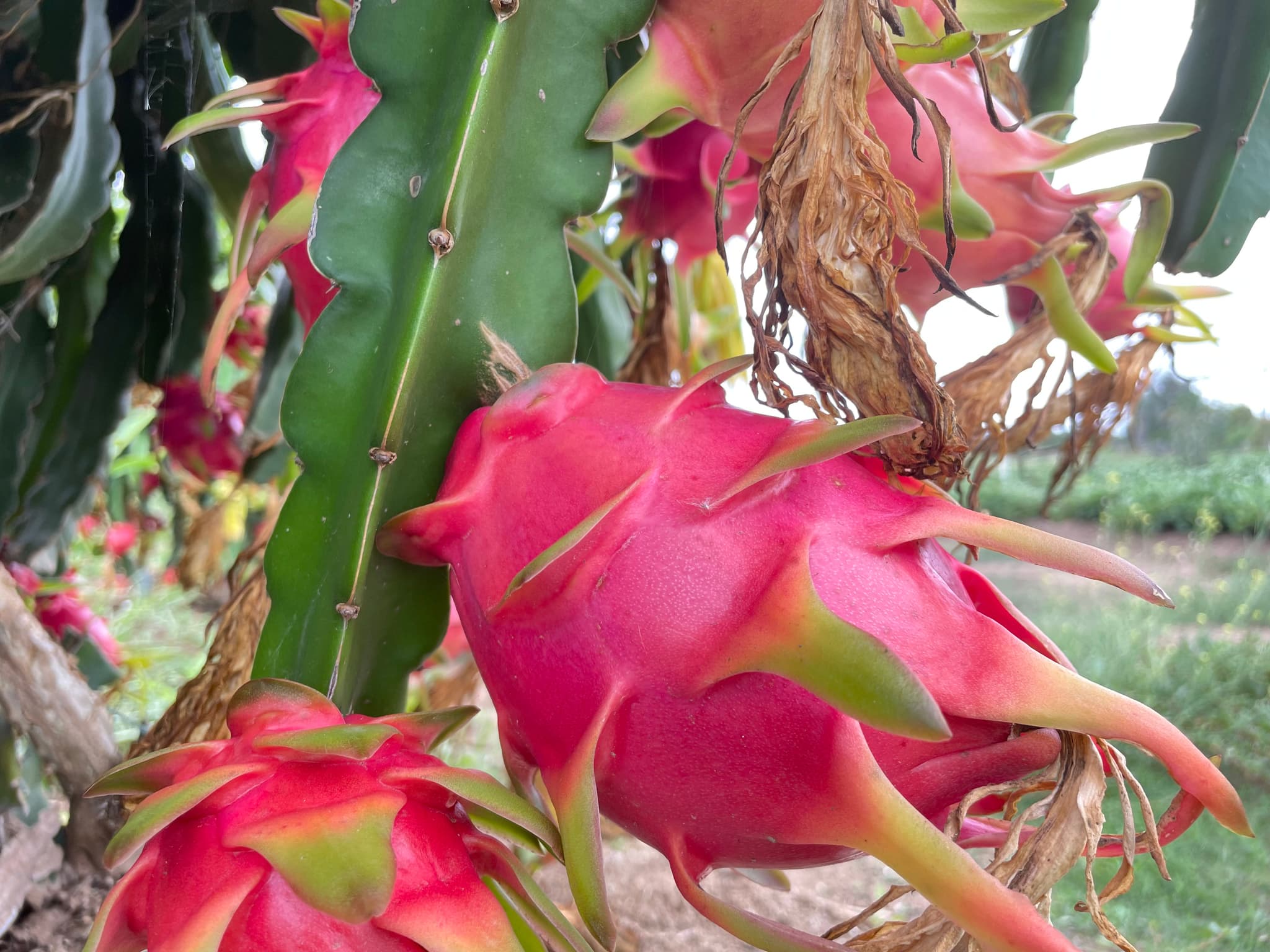 dragonfruits