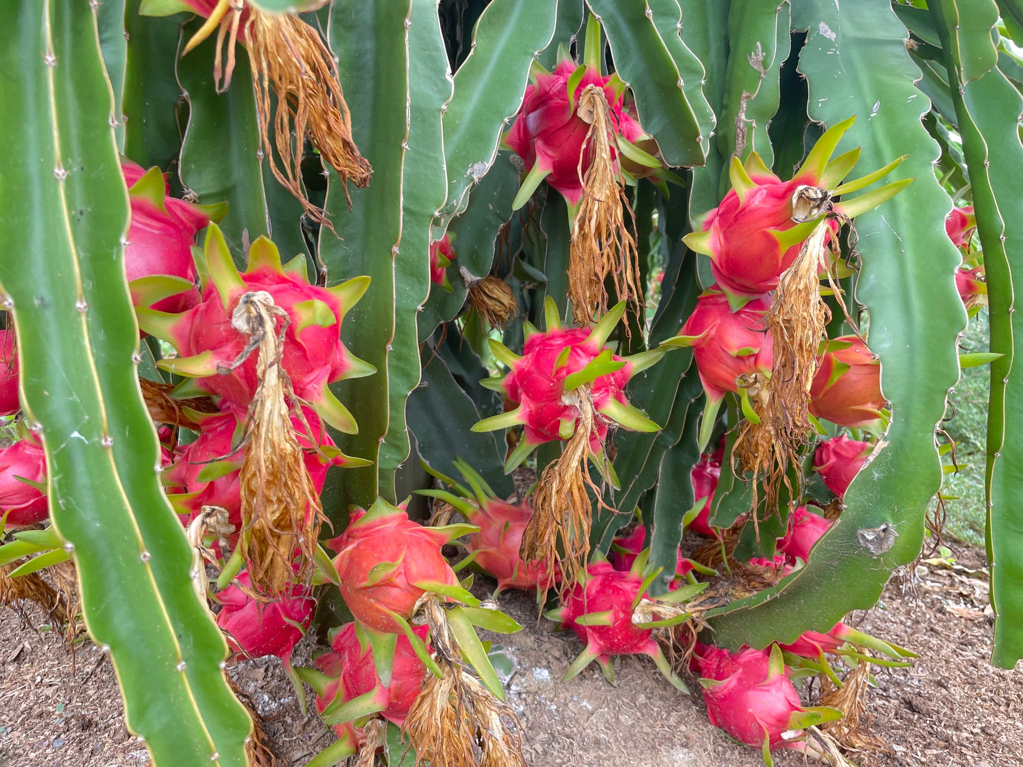 dragonfruits