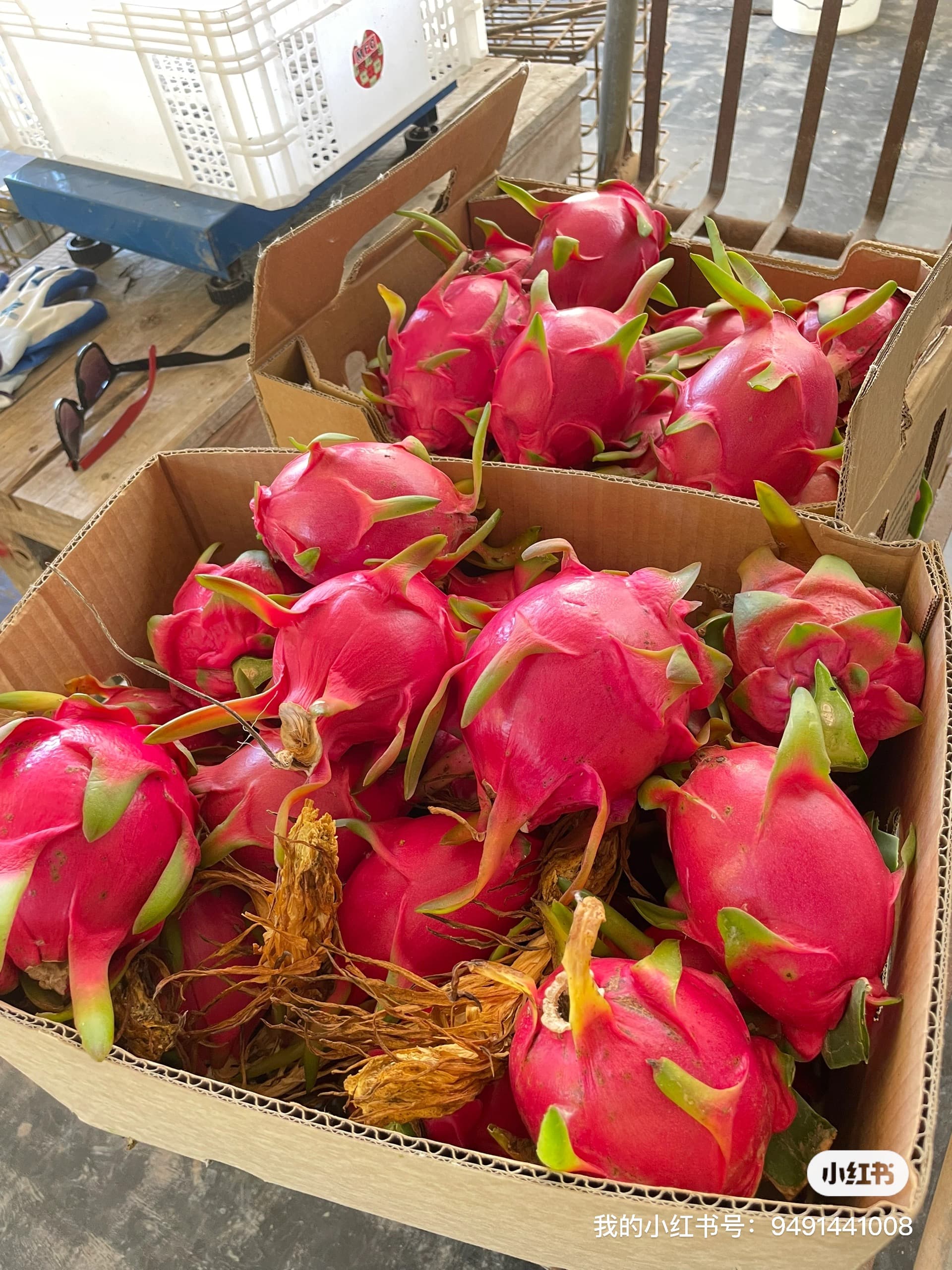 dragonfruits