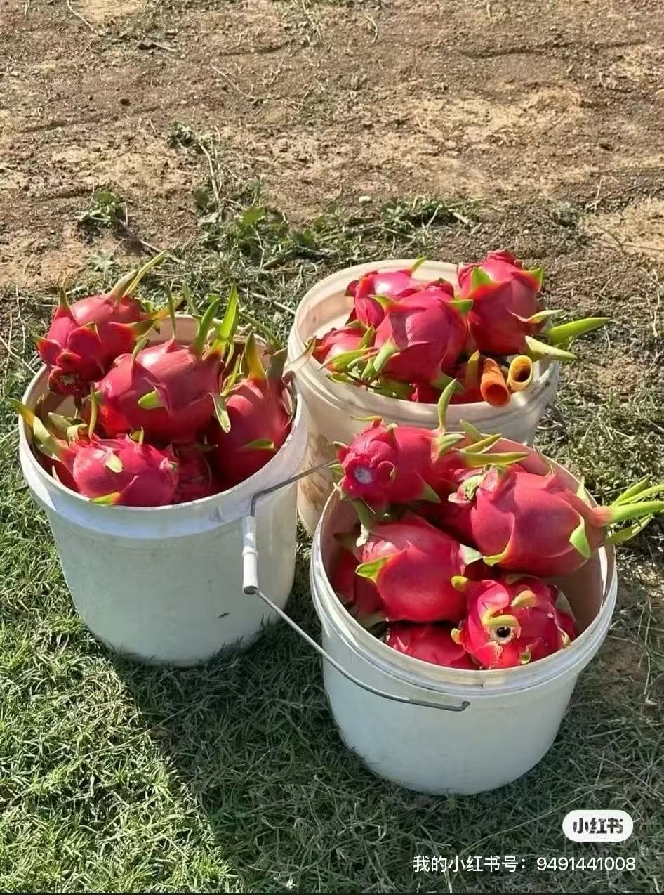 dragonfruits